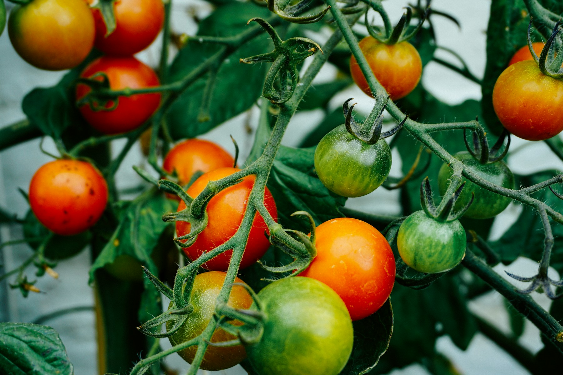 Cultivo de verduras frescas en una huerta